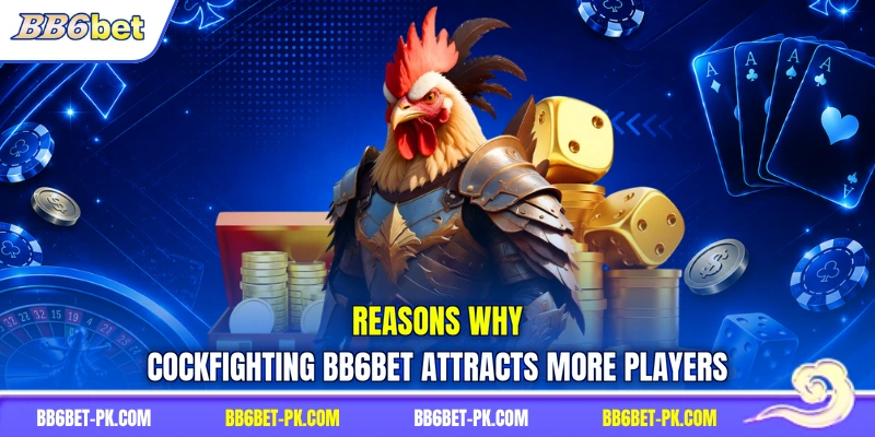 Reasons why cockfighting BB6bet attracts more players