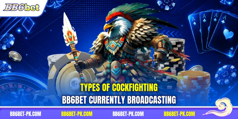 Types of cockfighting BB6bet currently broadcasting